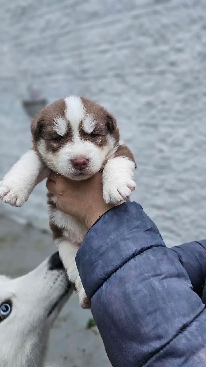 Filhotes de husky  - Foto 3
