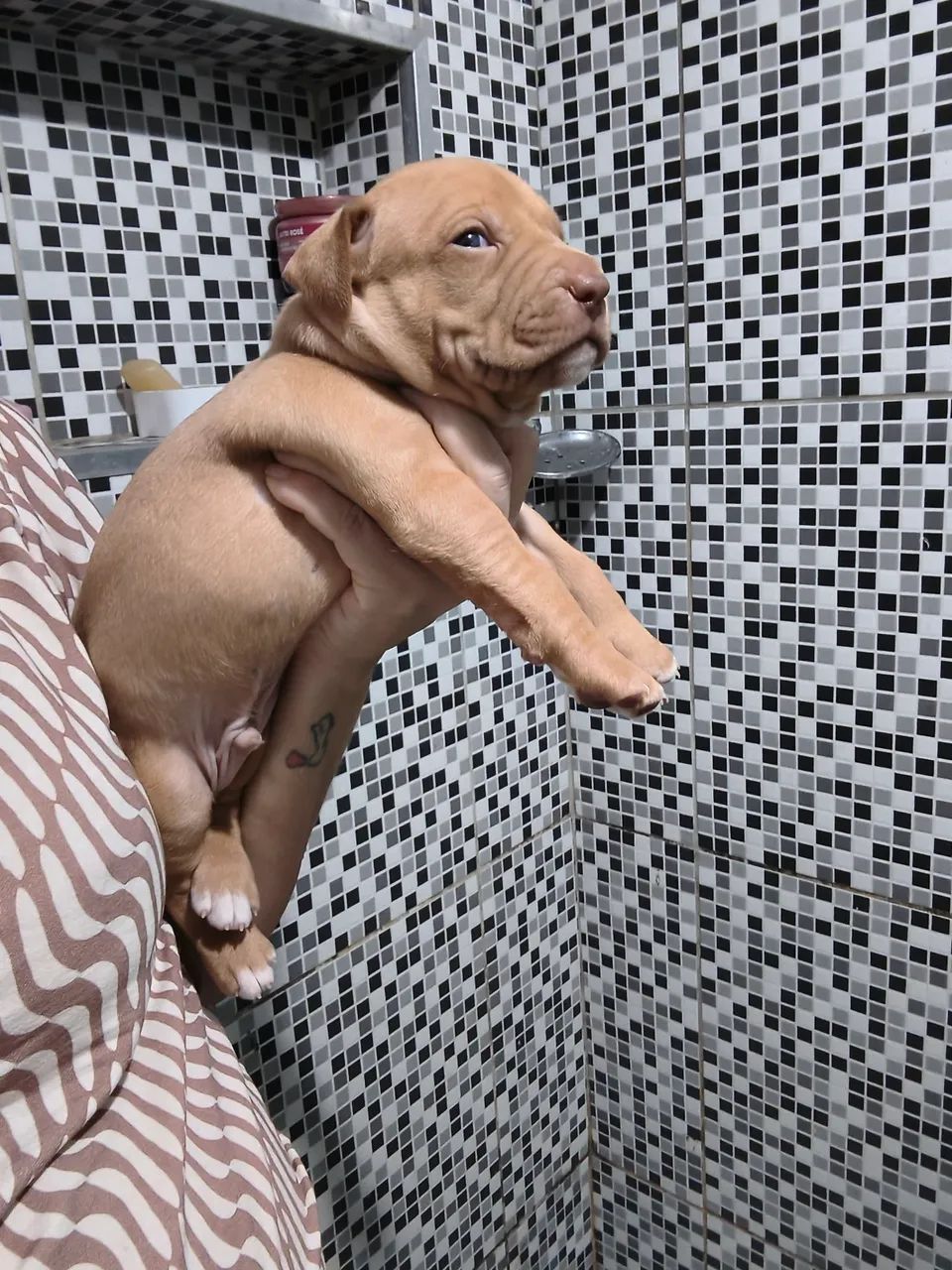 Venda de pitbull - Foto 4