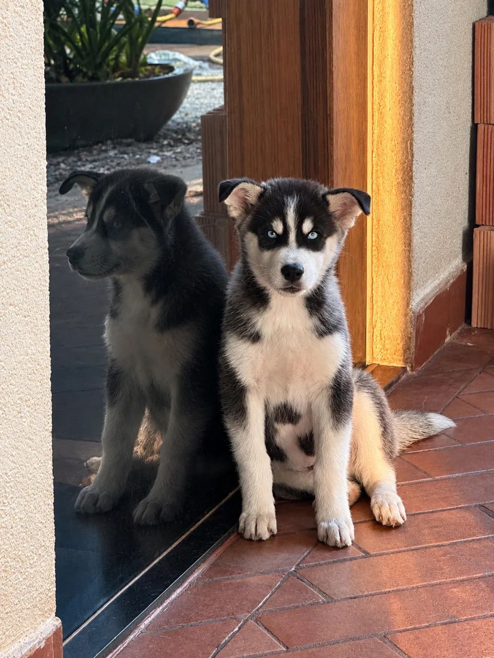 Husky Siberiano- Macho 