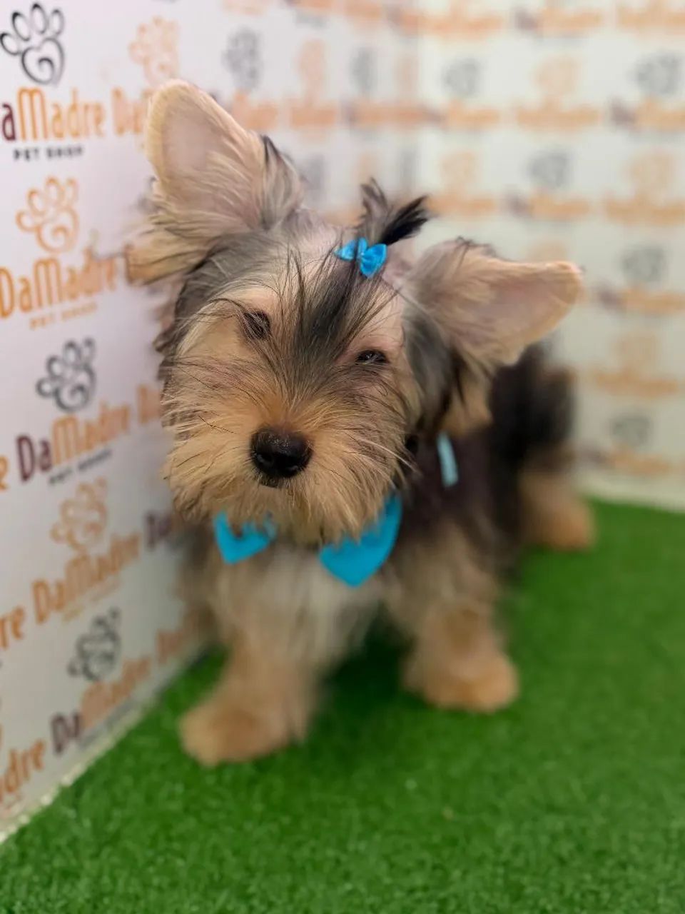 Yorkshire Terrier Macho 