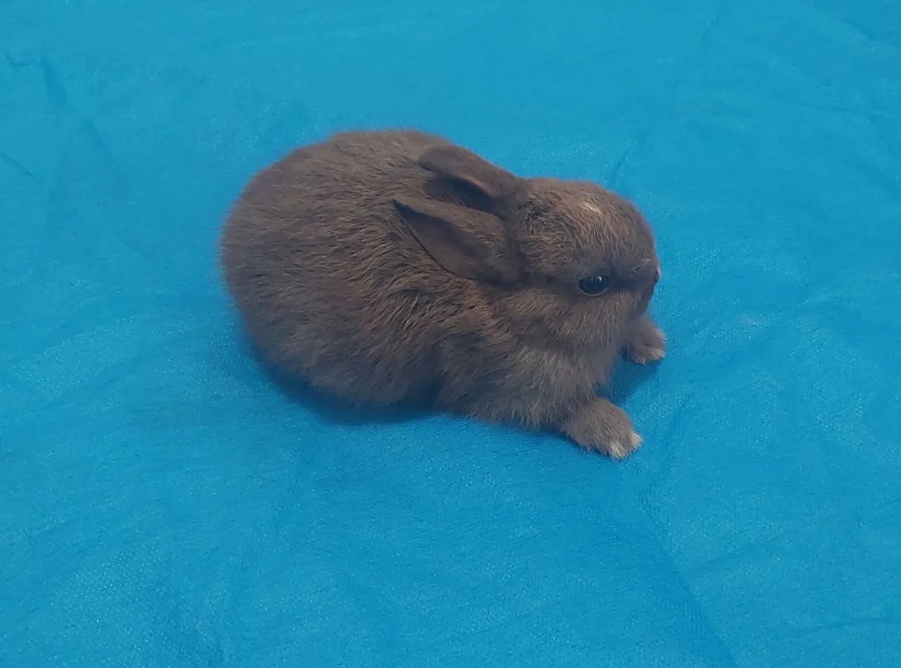 Coelho anão! - Foto 2