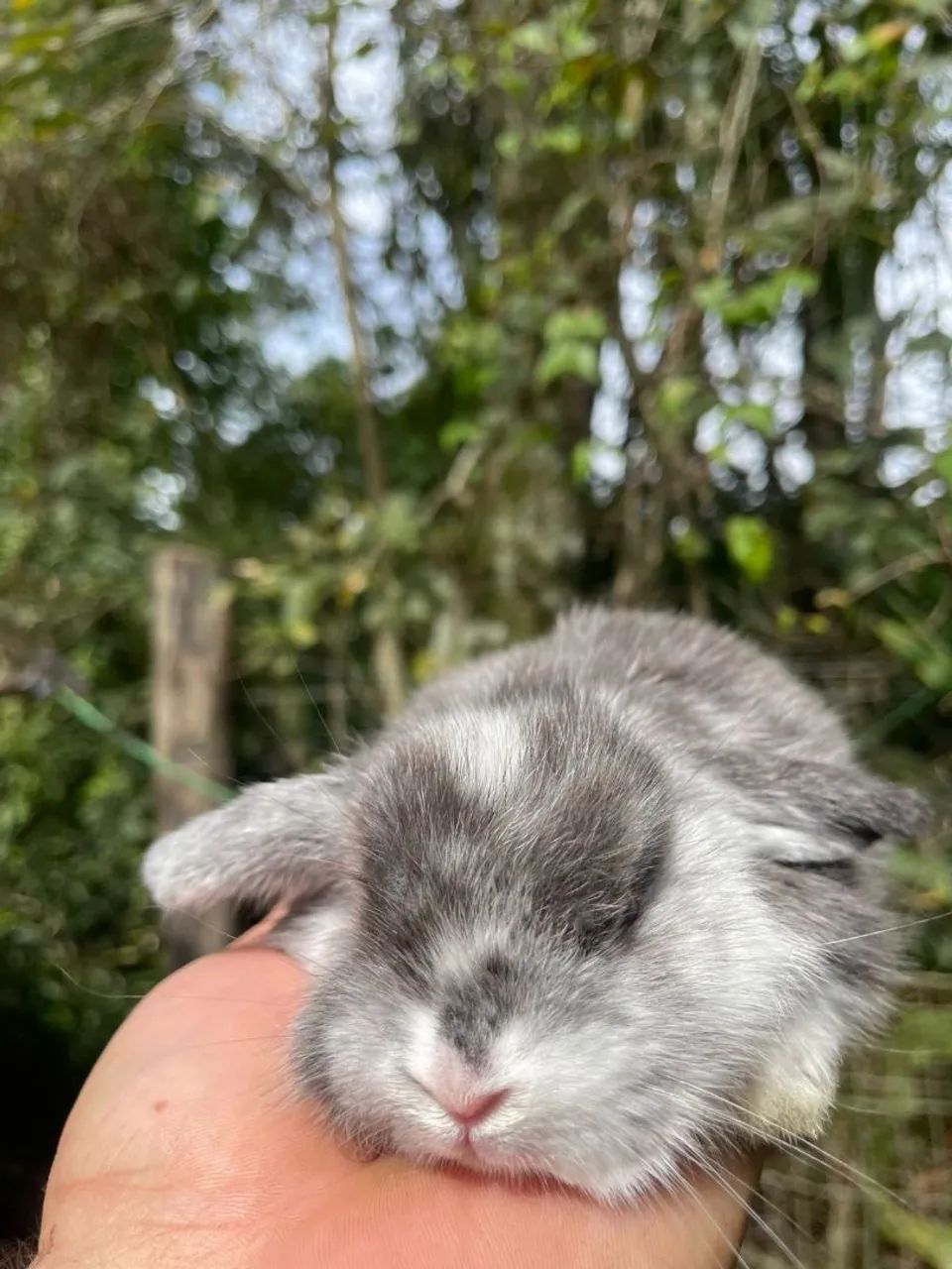 Mini coelhos e coelho anão  - Foto 5