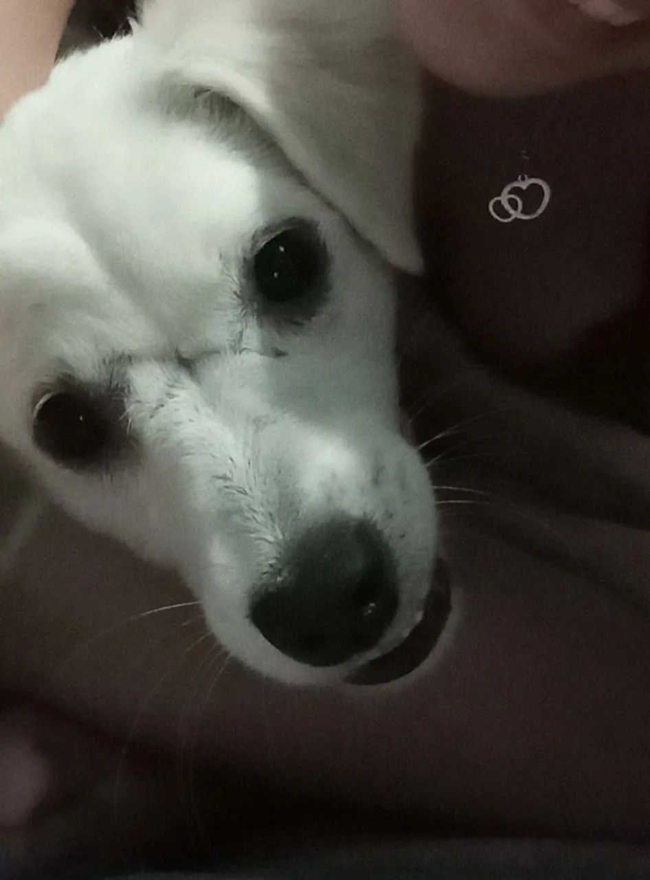 Adoção responsável  - Foto 3