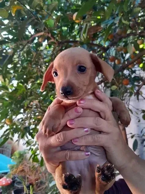 lindos e pequenos  - Foto 5