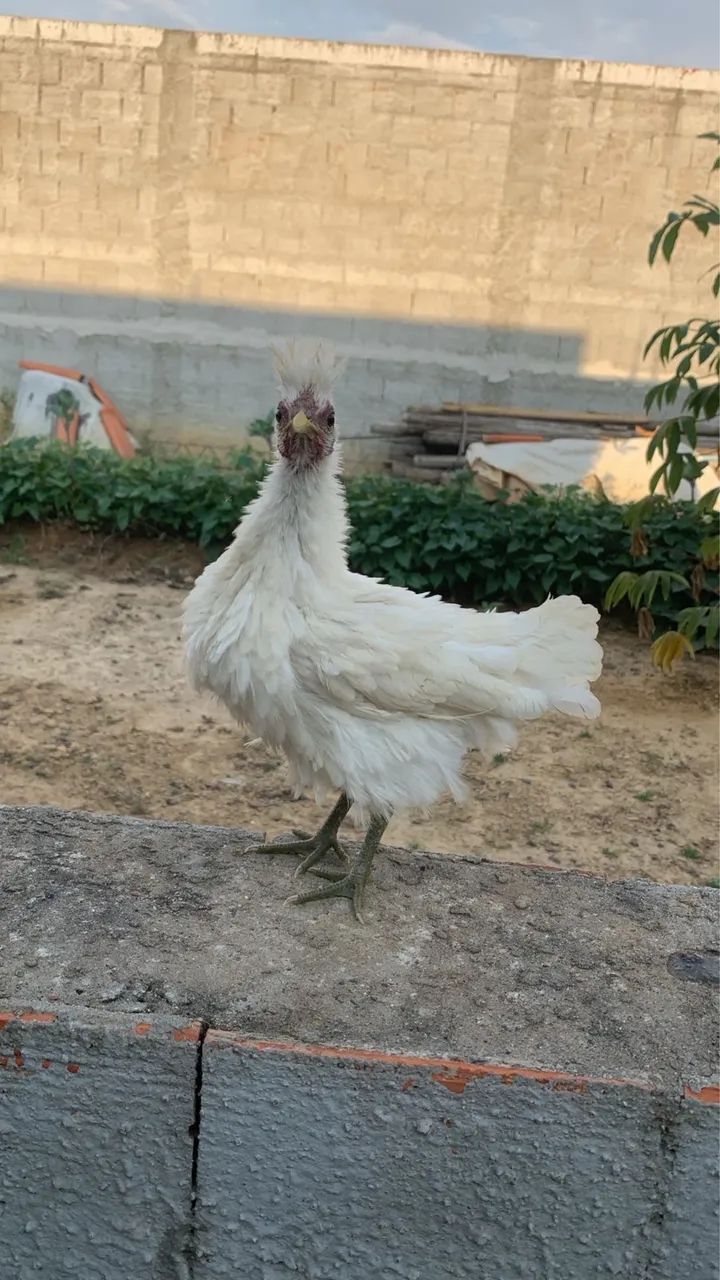 FRANGA GARNIZÉ FRISADA - Foto 2