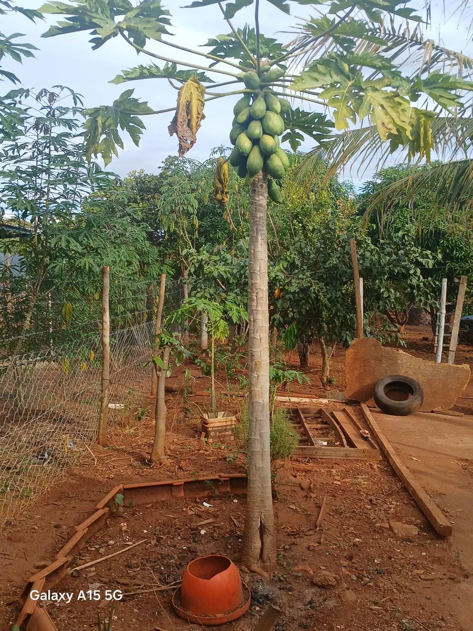 Vendo chácara   toda plantada  - Foto 4