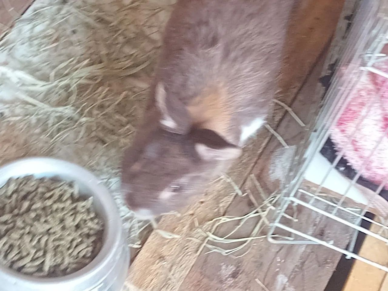 Coelhos raça  - Foto 3