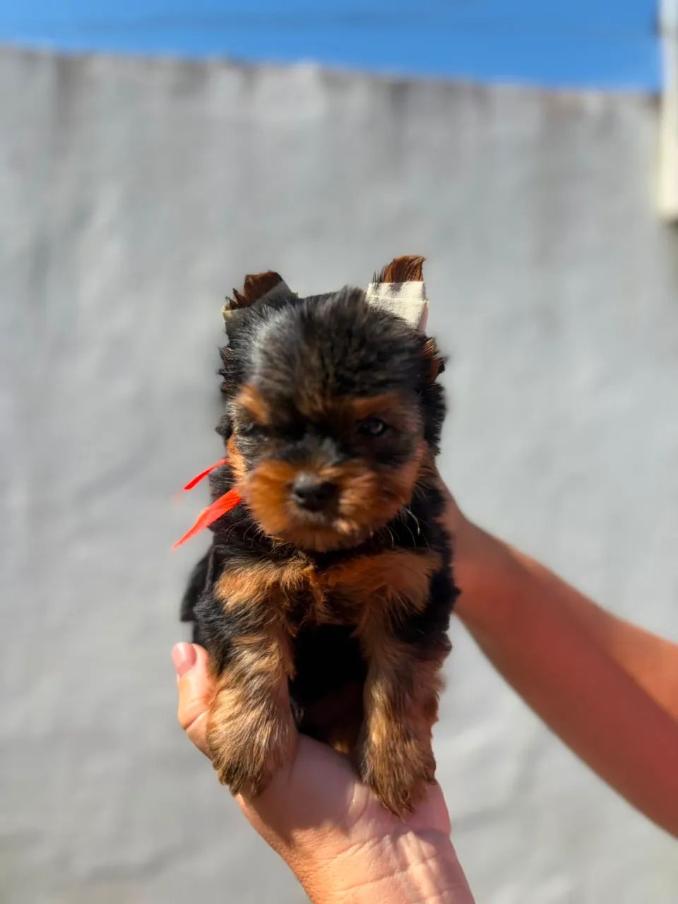 Yorkshire terrier MACHO - Foto 3