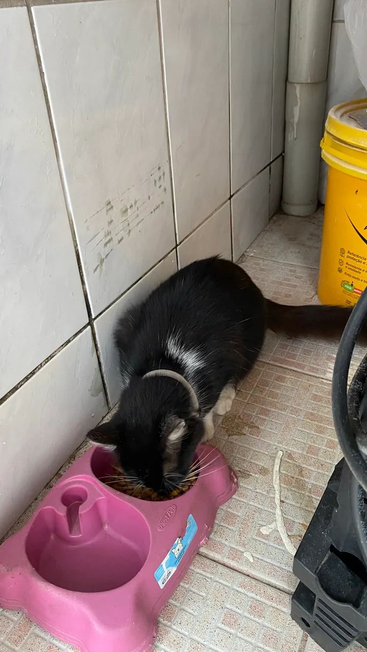 Adoção  - Foto 2