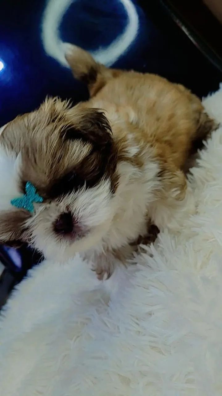 Shihtzu 