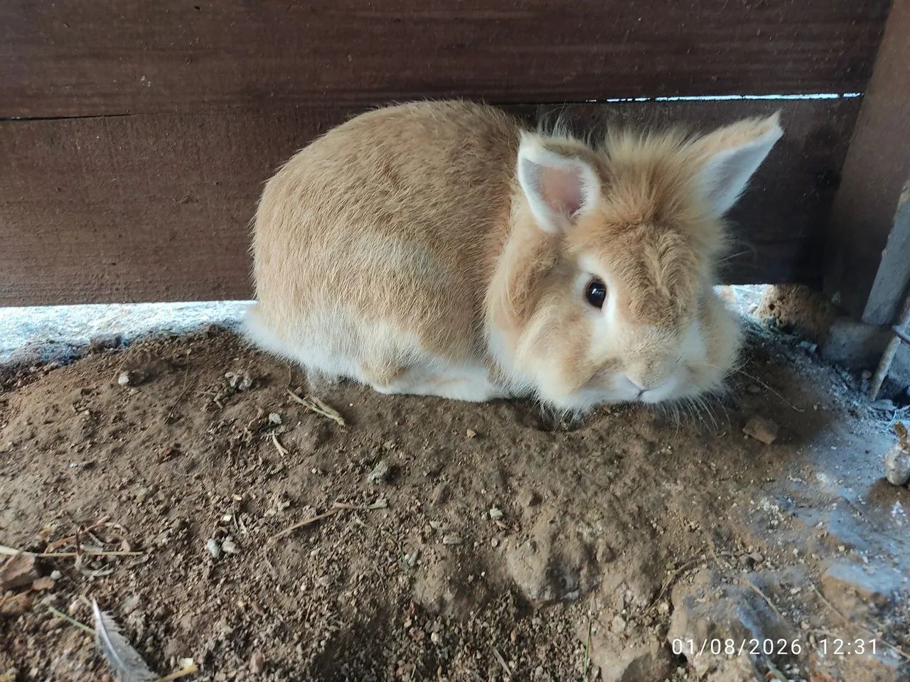 Mini lion  - Foto 2