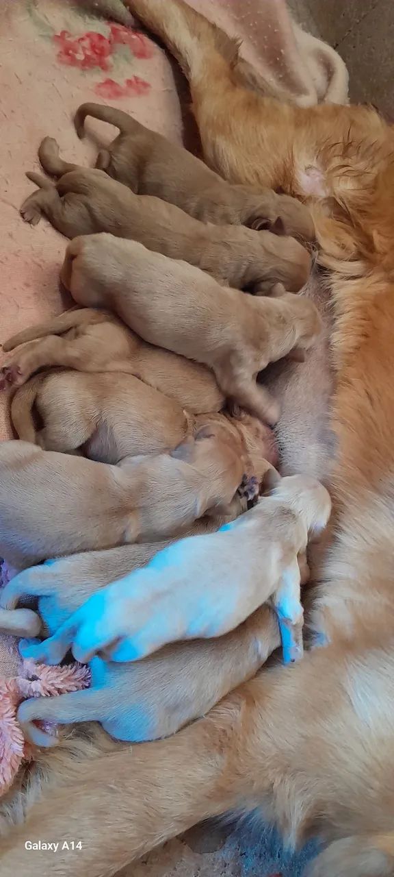 Golden Retriever disponíveis puros - Foto 6