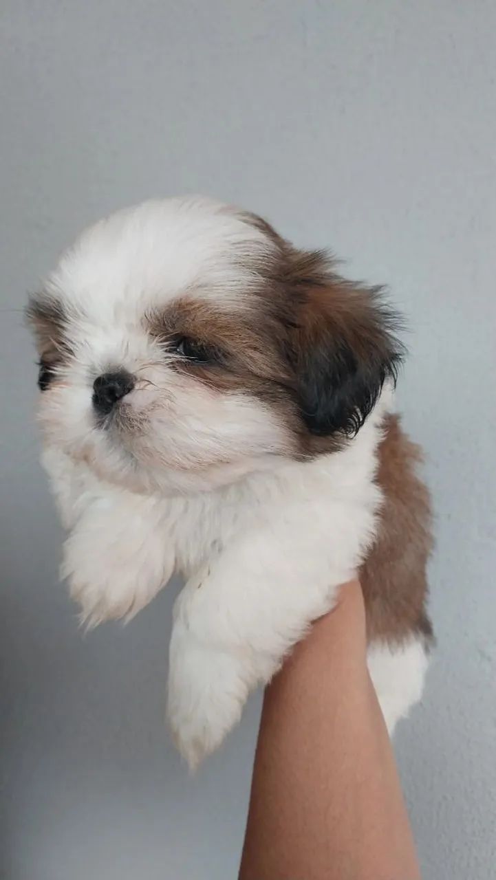 Machinho Shih-tzu  - Foto 3