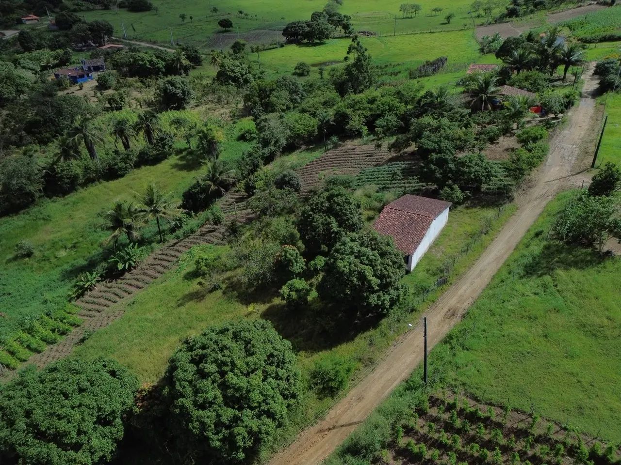 Viçosa-AL ? sítio a venda. - Foto 3