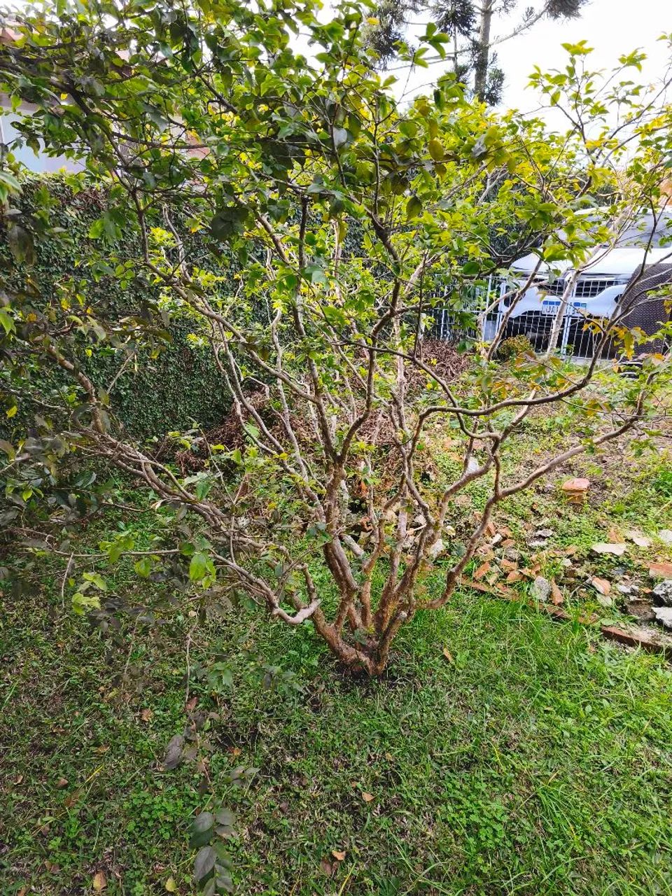 Vende-se jabuticabeira 2m produzindo! (Mas precisa retirar do chão) - Foto 3