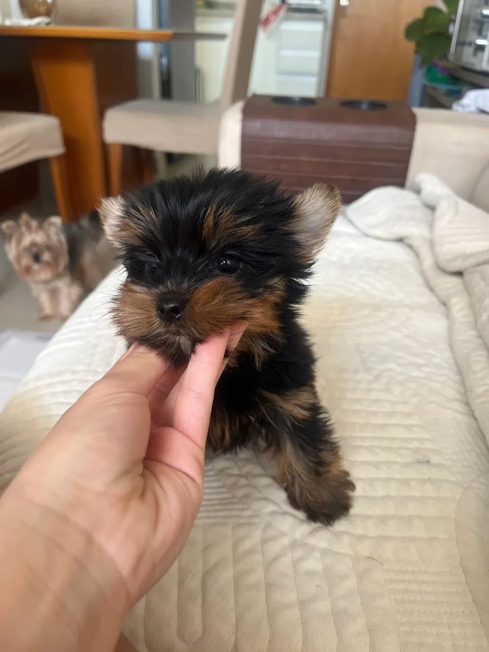 Yorkshire mini