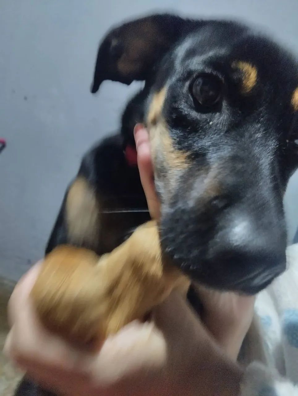 Doa-se cachorrinha  - Foto 2