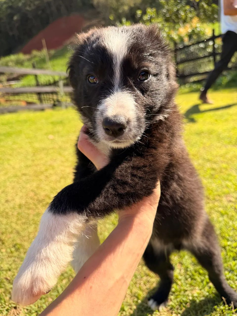 Filhotes de Border Collie  - Foto 3
