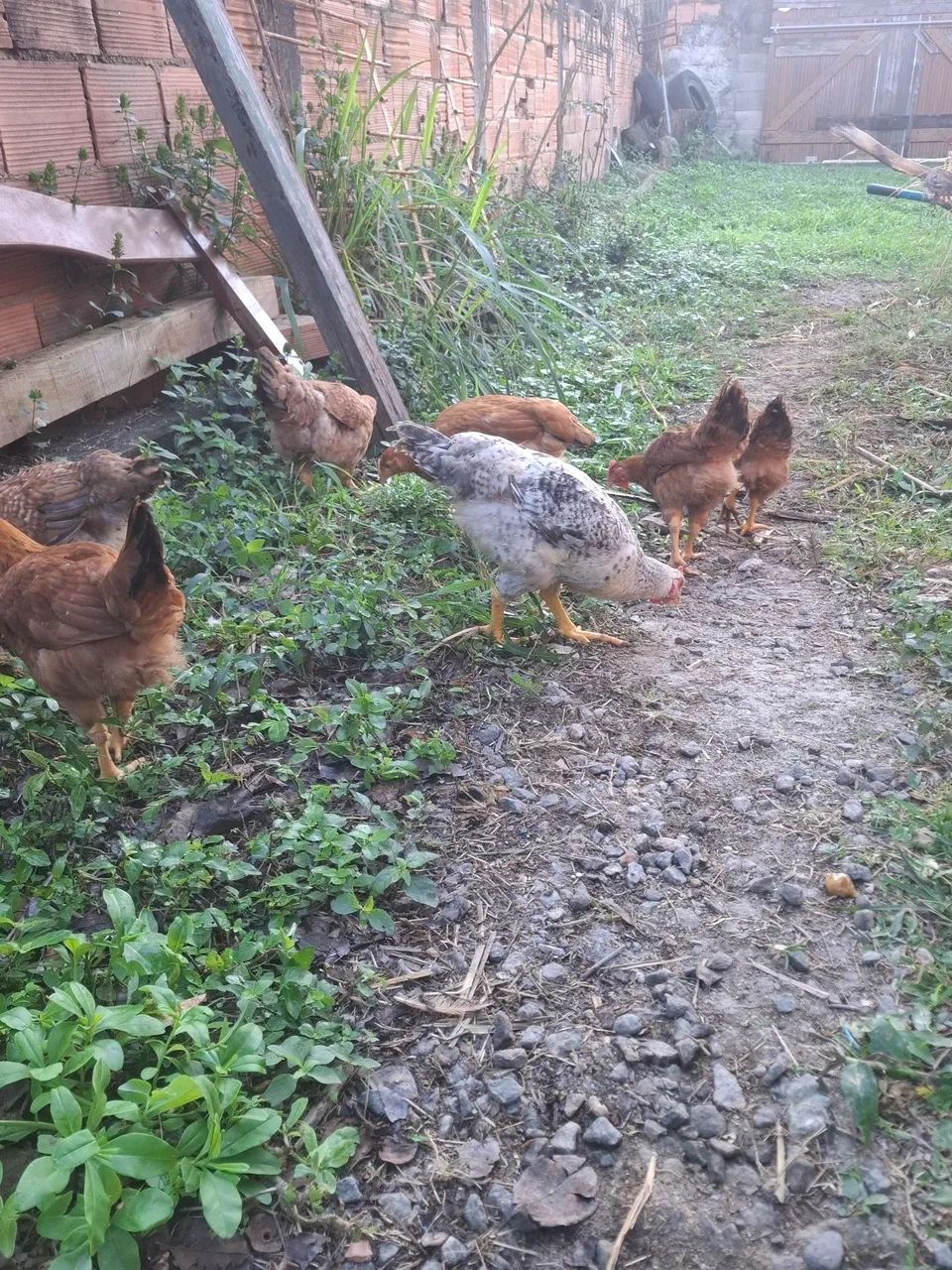 Frango caipira pesadao
