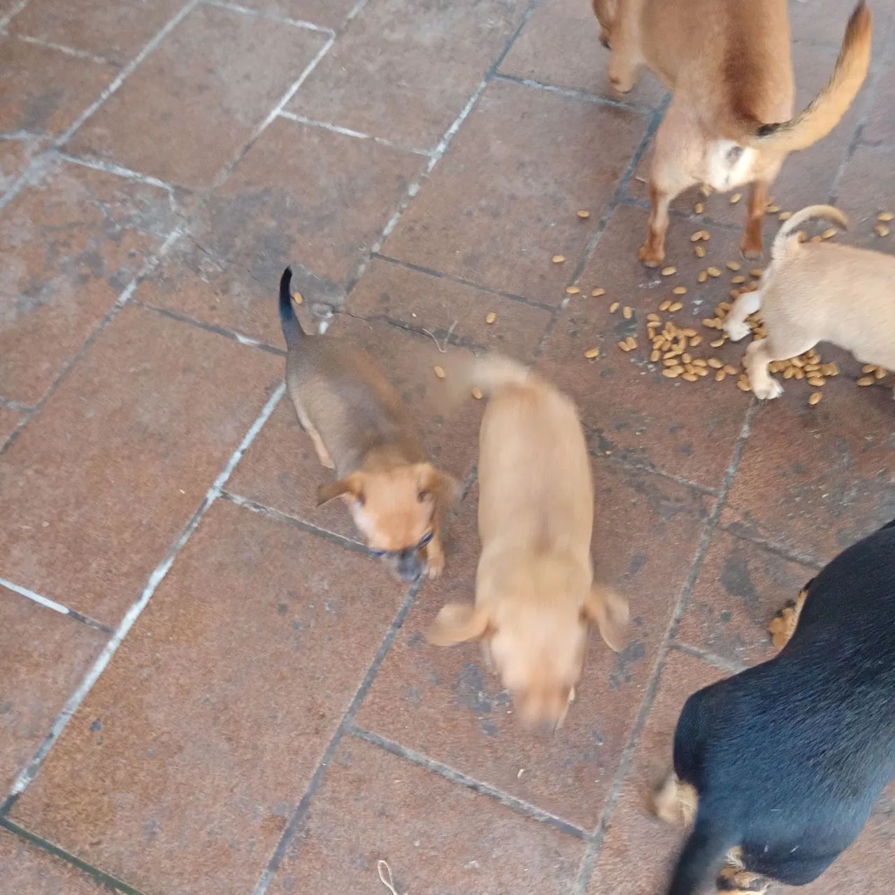 Cachorro Pit no - Foto 4