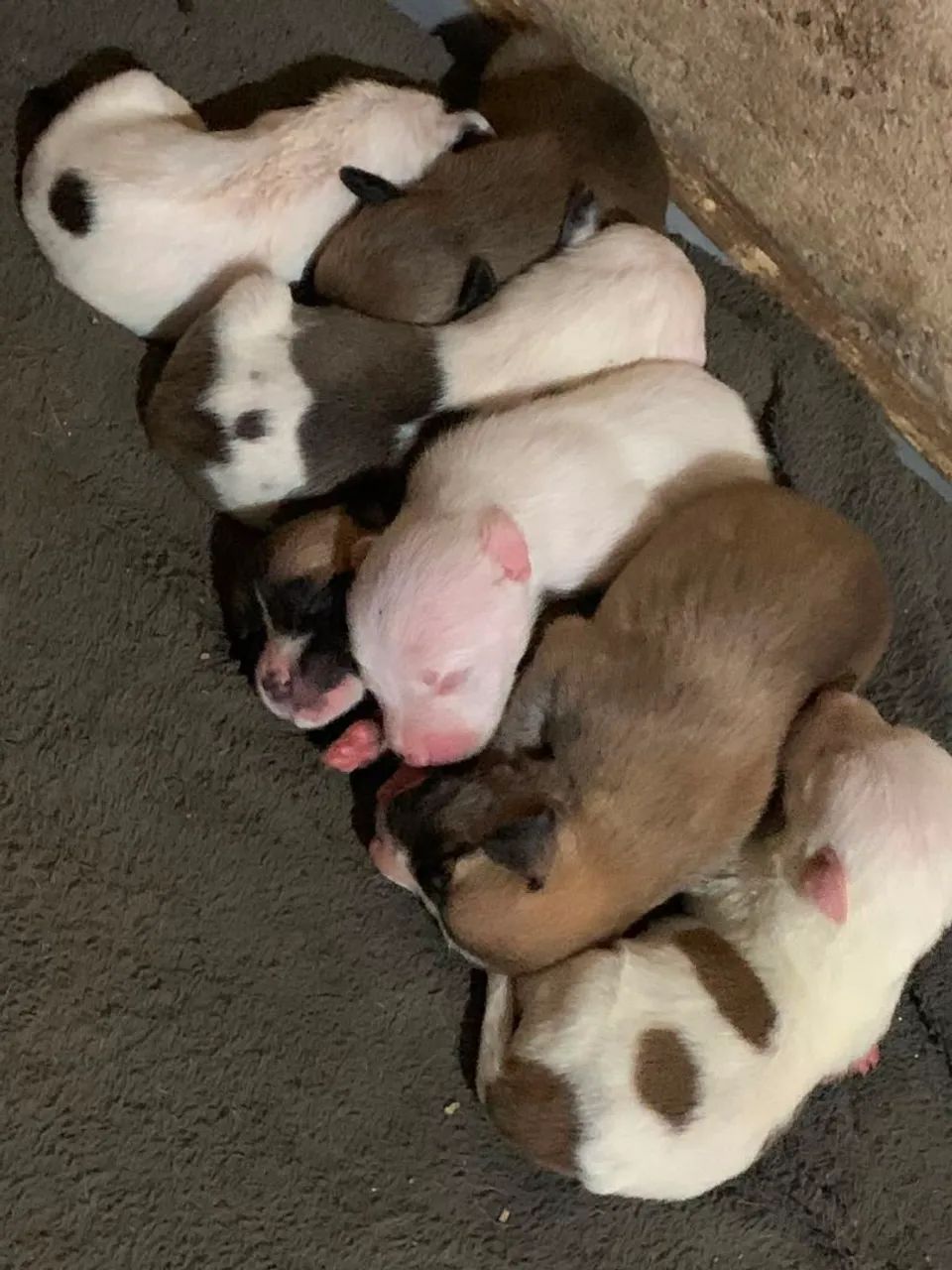 Cachorro  - Foto 4
