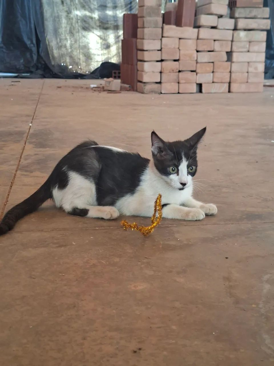 Adote o Luke - Foto 6