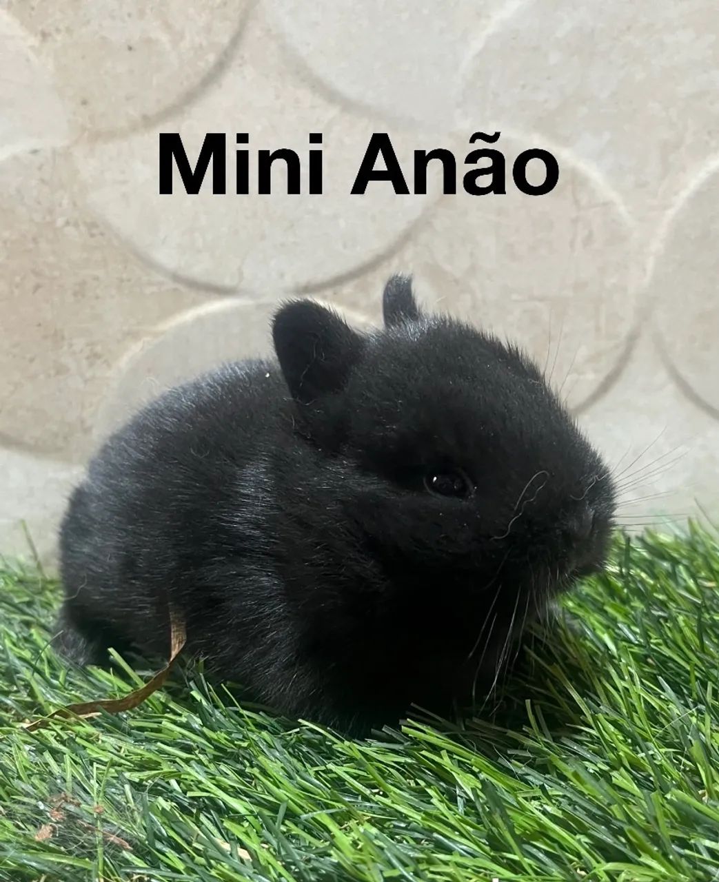Mini anão  - Foto 3