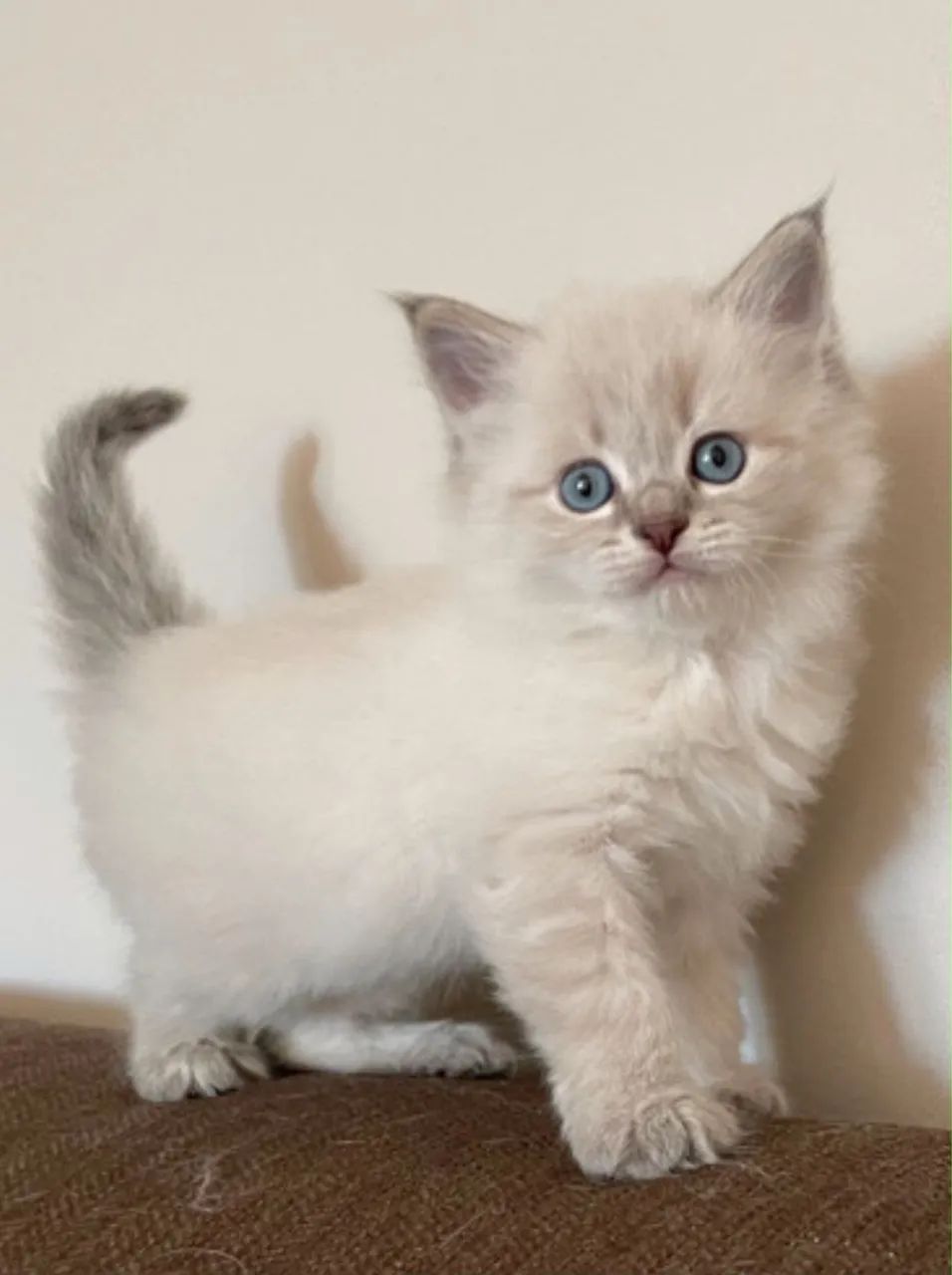 Angora fofuras