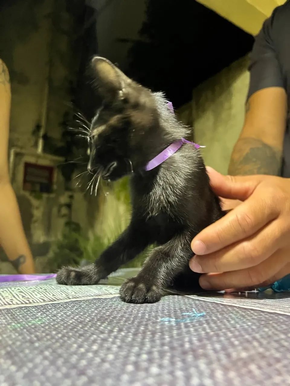 ADOÇÃO RESPONSÁVEL  - Foto 3
