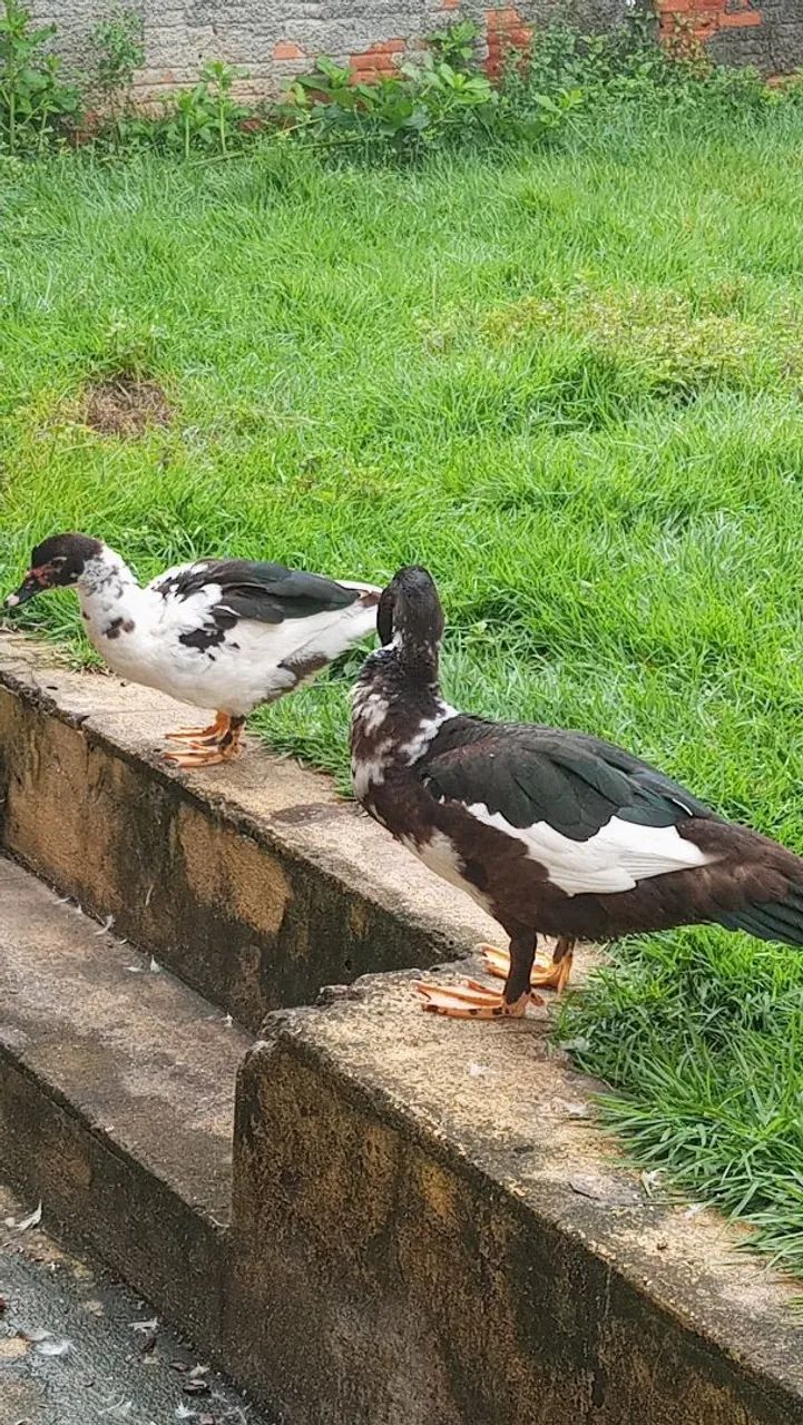 Casal de Patos Grandes