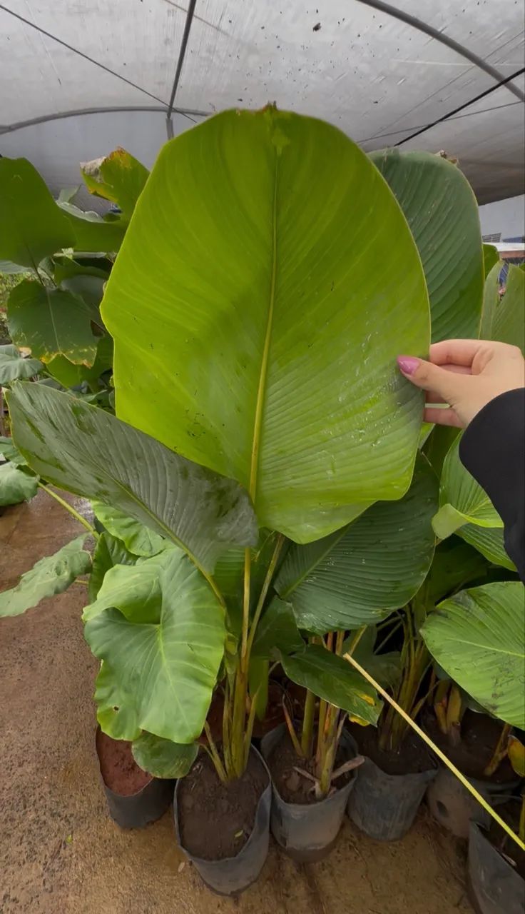 Muda de Maranta Charuto 