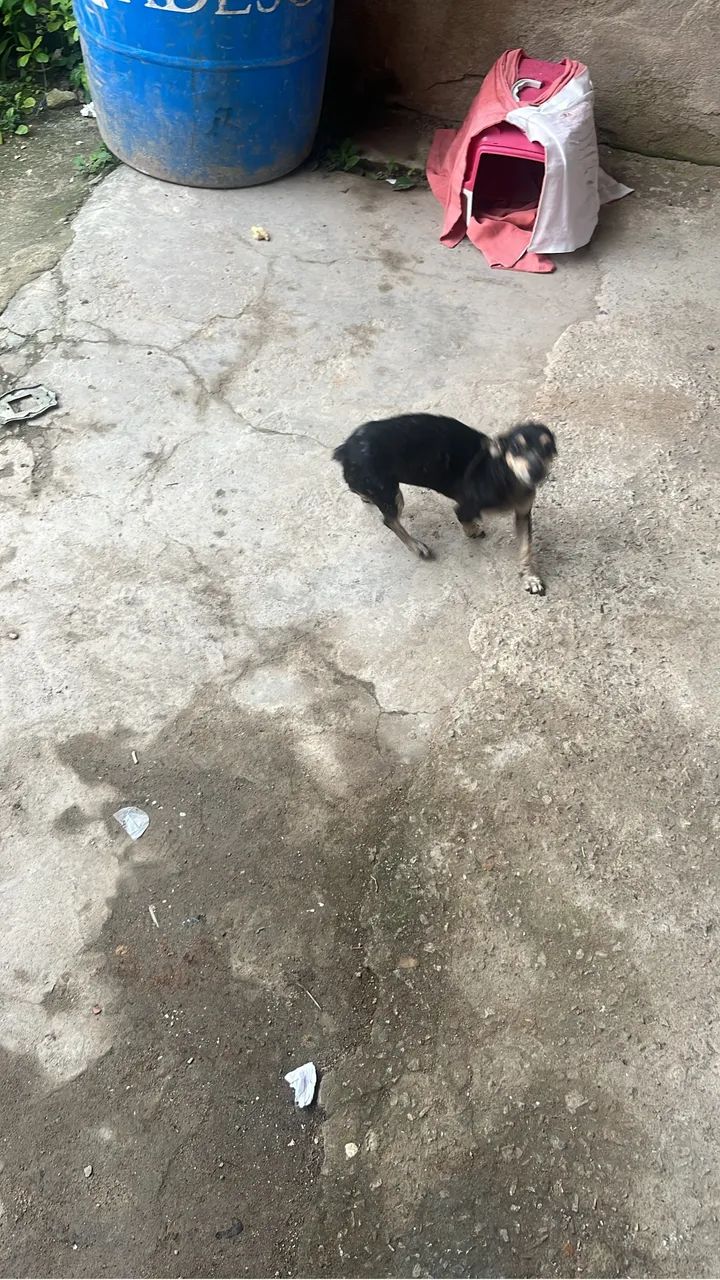 Cachorro pinche  - Foto 2