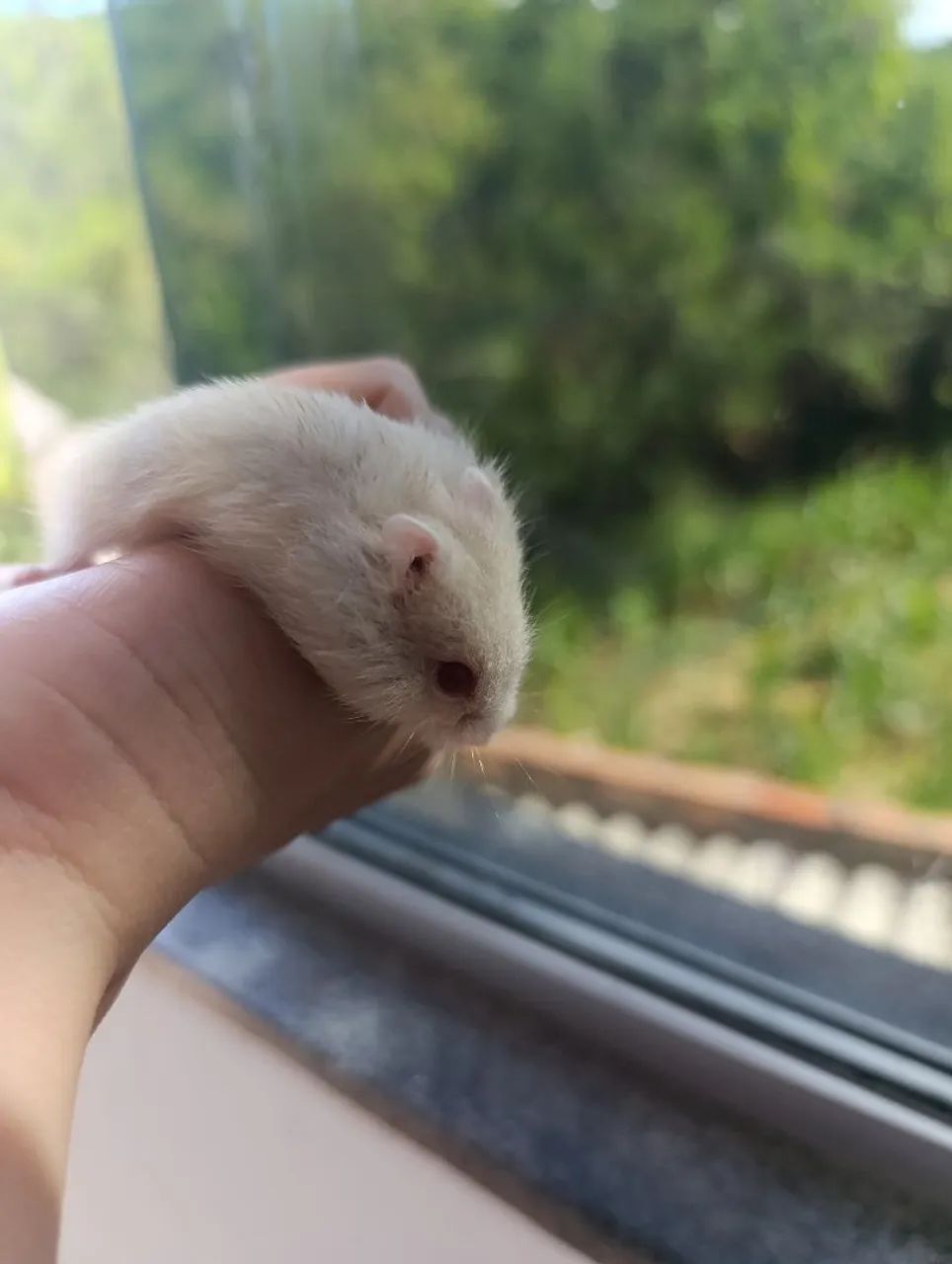 Vende-se Hamster Anão Russo Filhotes albinos  - Foto 3