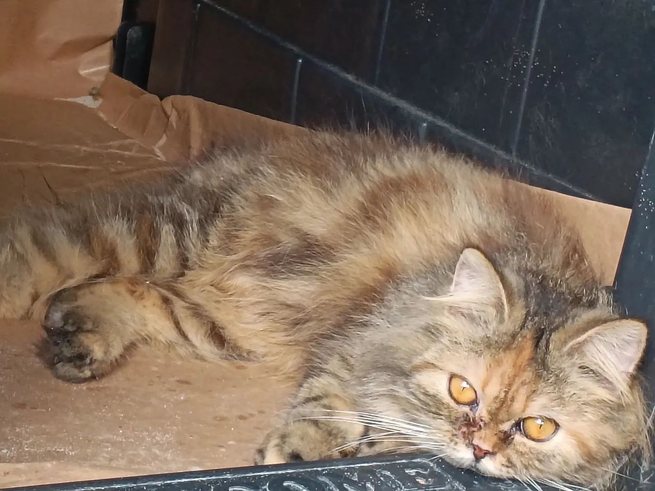 Vendo lindo gator perca 