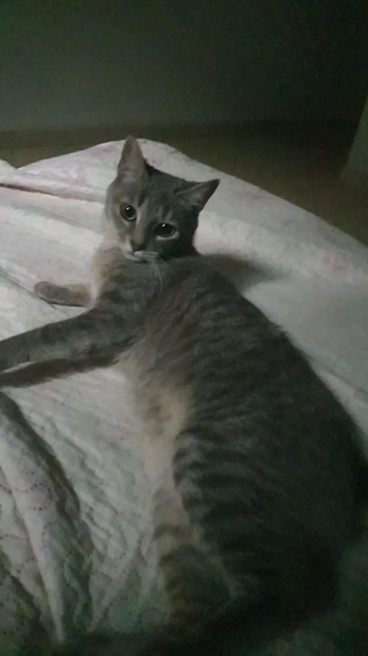Doe se gato  - Foto 4