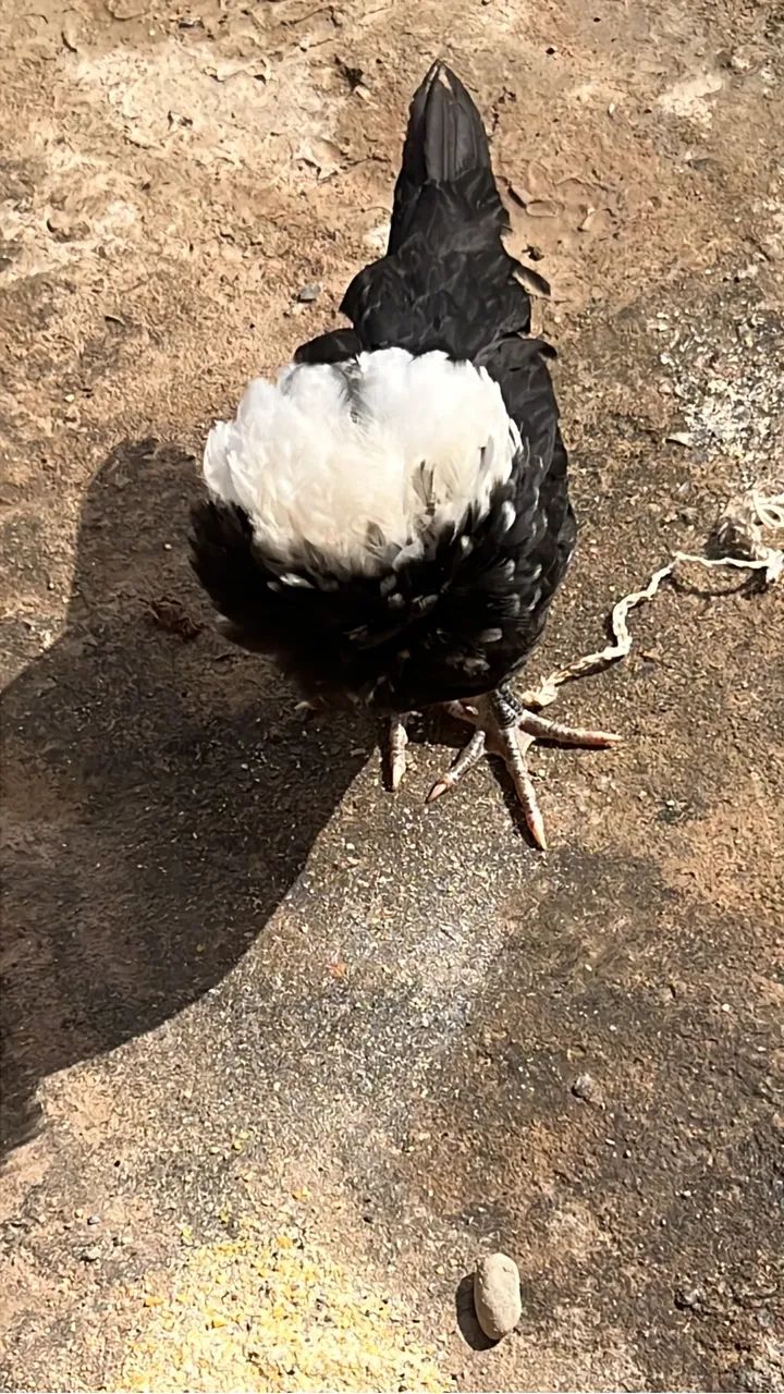 Vendo pintinho e frangos de galinha polonesa  - Foto 3