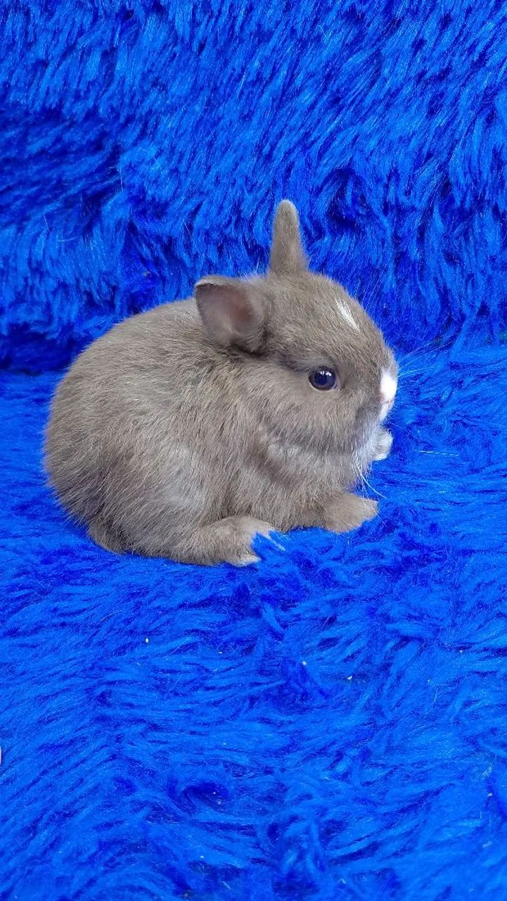 O menor coelho de mundo - Foto 2