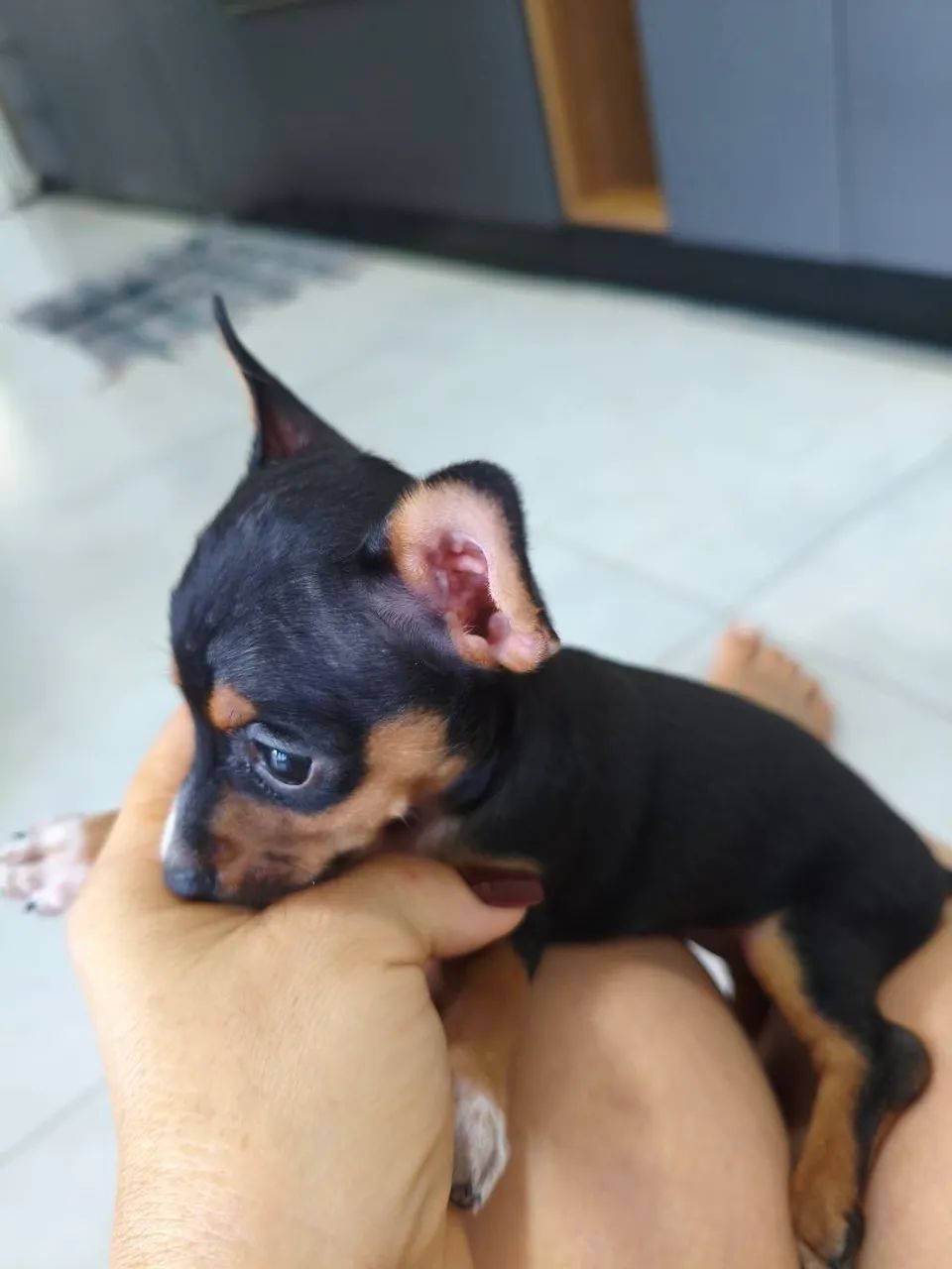 Pinscher fêmea 01 disponível. - Foto 3