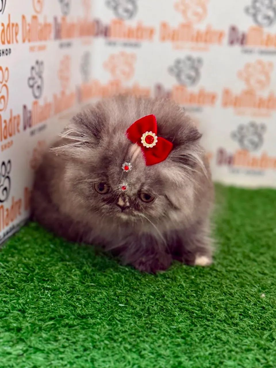 Gato Persa  - Foto 2
