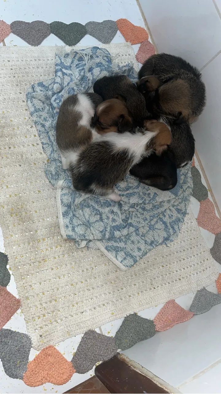 Cachorros  - Foto 2