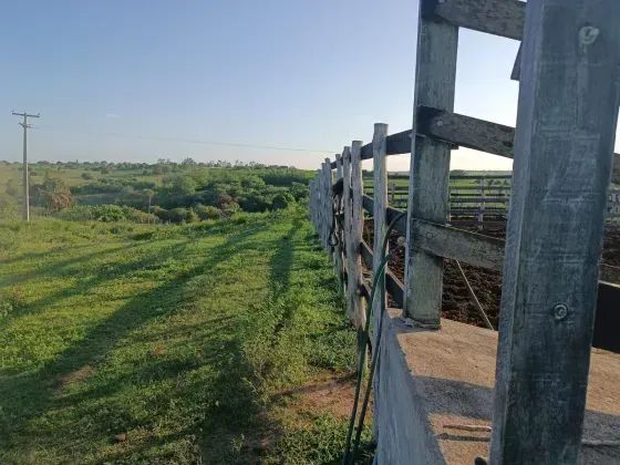 Granja com 20 hectares em Monte Alegre no distrito de comum cortada apelo rio e plantada - Foto 2