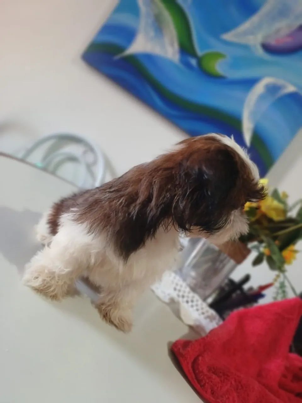 Shih-tzu Macho - Foto 5