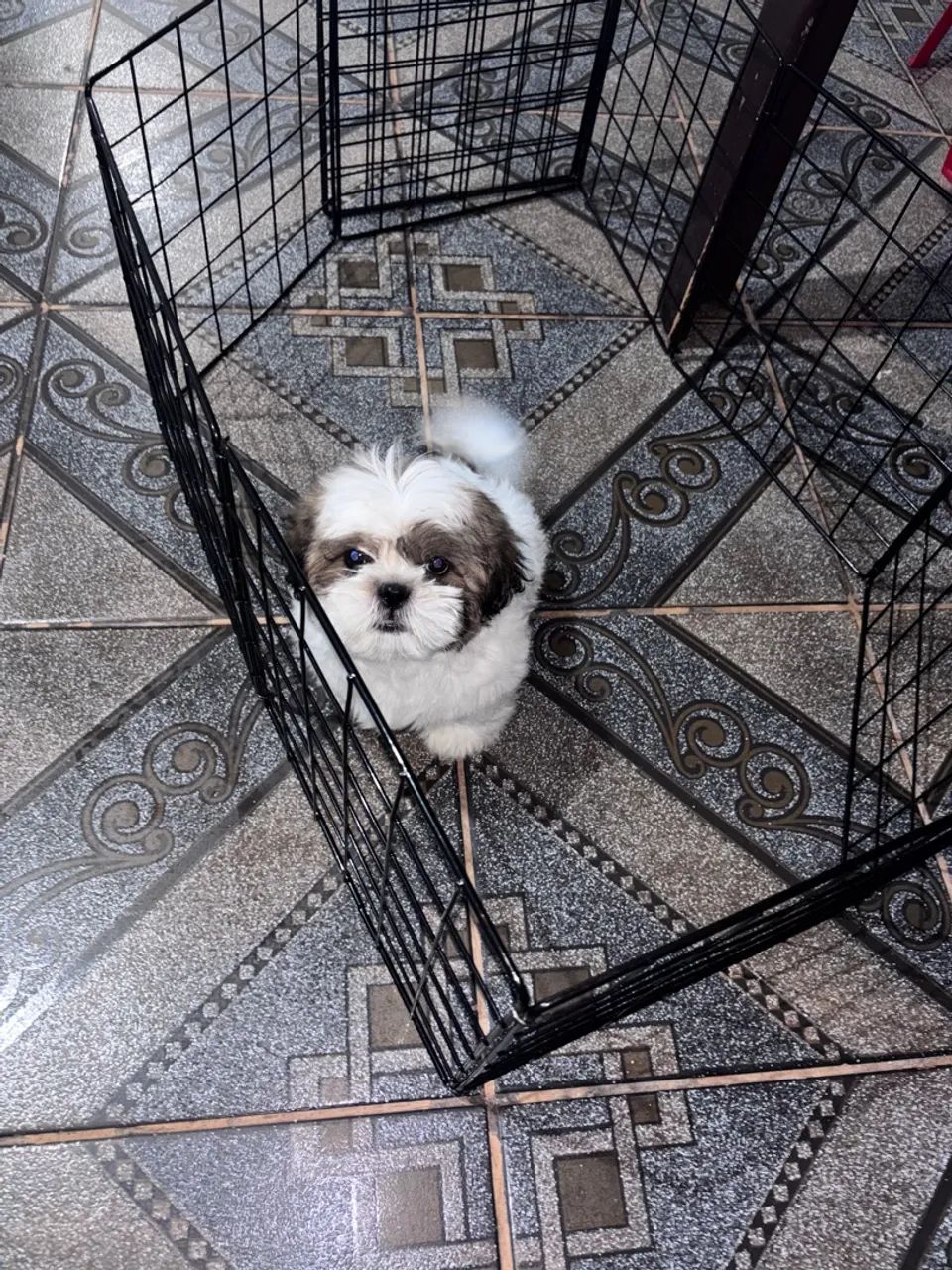 Shih tzu - Foto 2