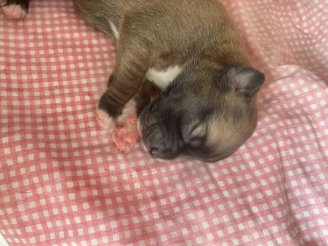 Doação responsável pai pitbull fêmeas  - Foto 4