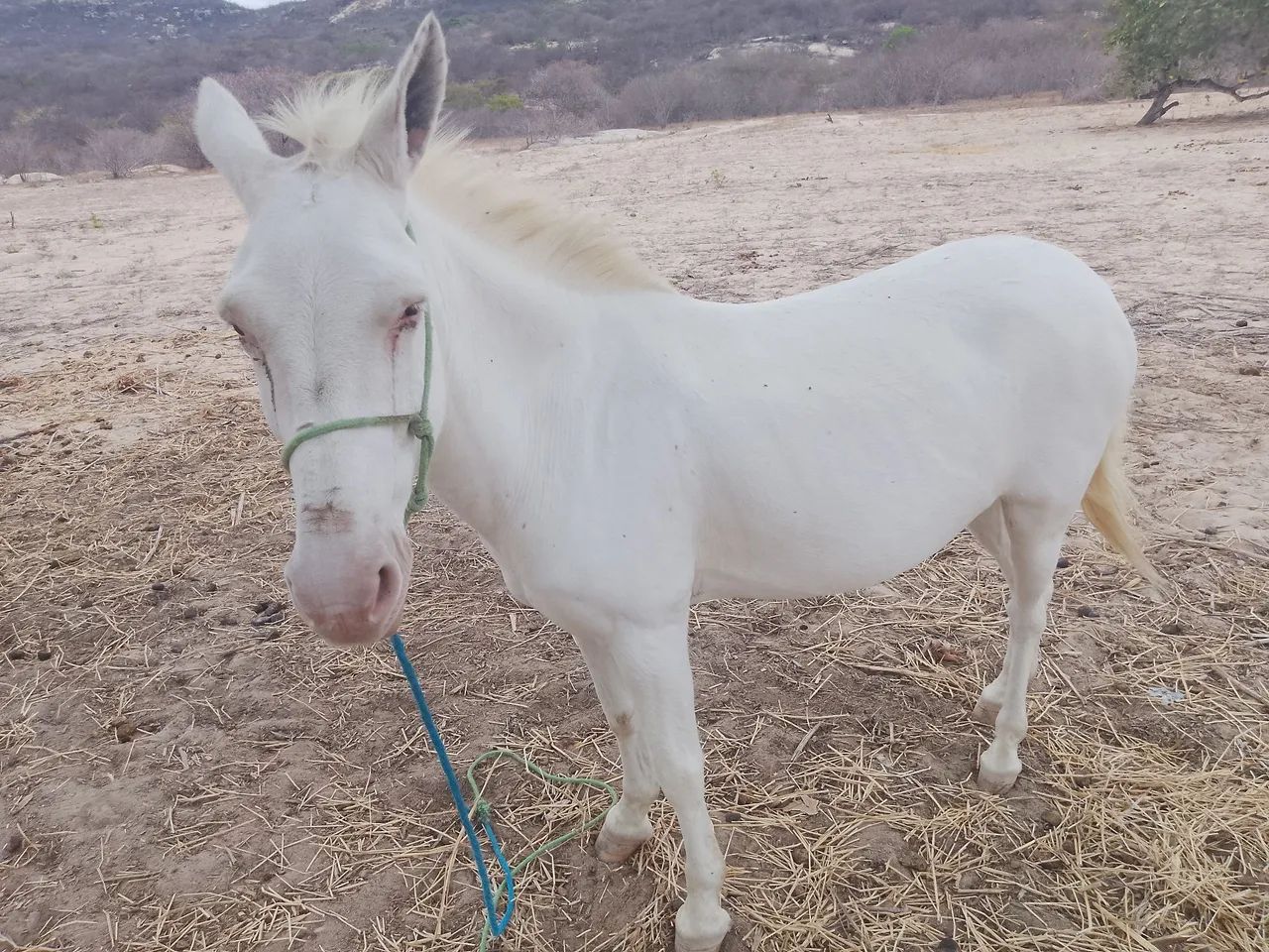 Vendo burro manso