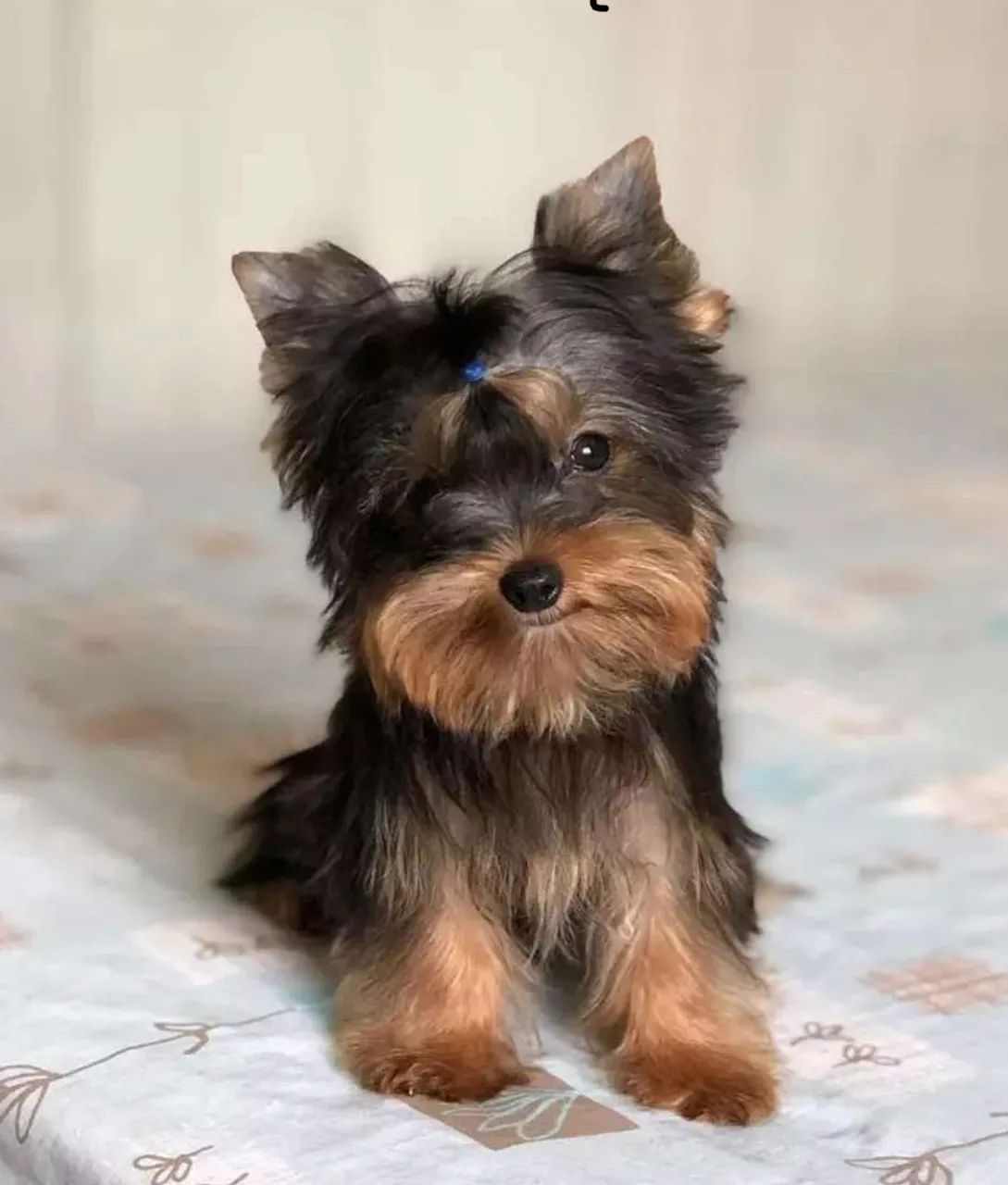 Yorkshire ?Alto Padrão Genético? - Foto 2