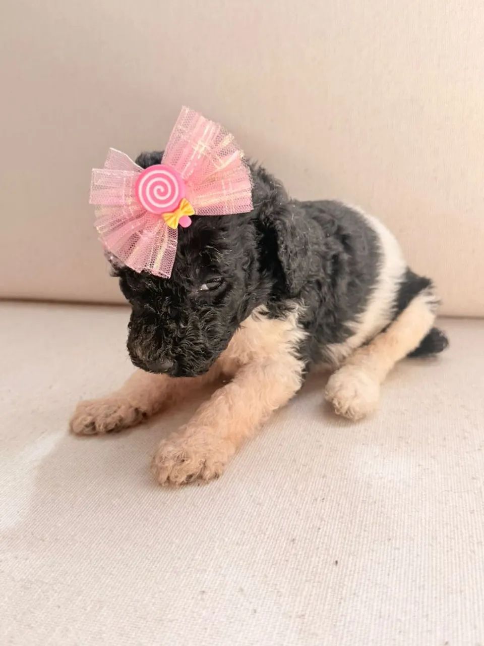 Poodle Gigante  - Foto 3