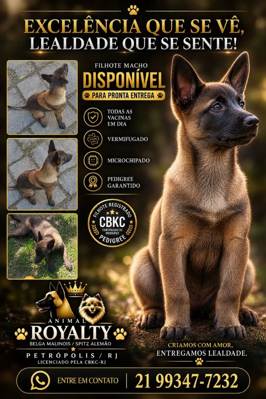 Belga Malinois - Foto 2