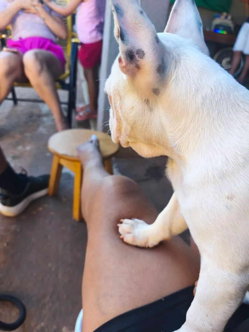Bulldog Francês fêmea 3 meses vacina V8 importada e vermífugo em dias  - Foto 3
