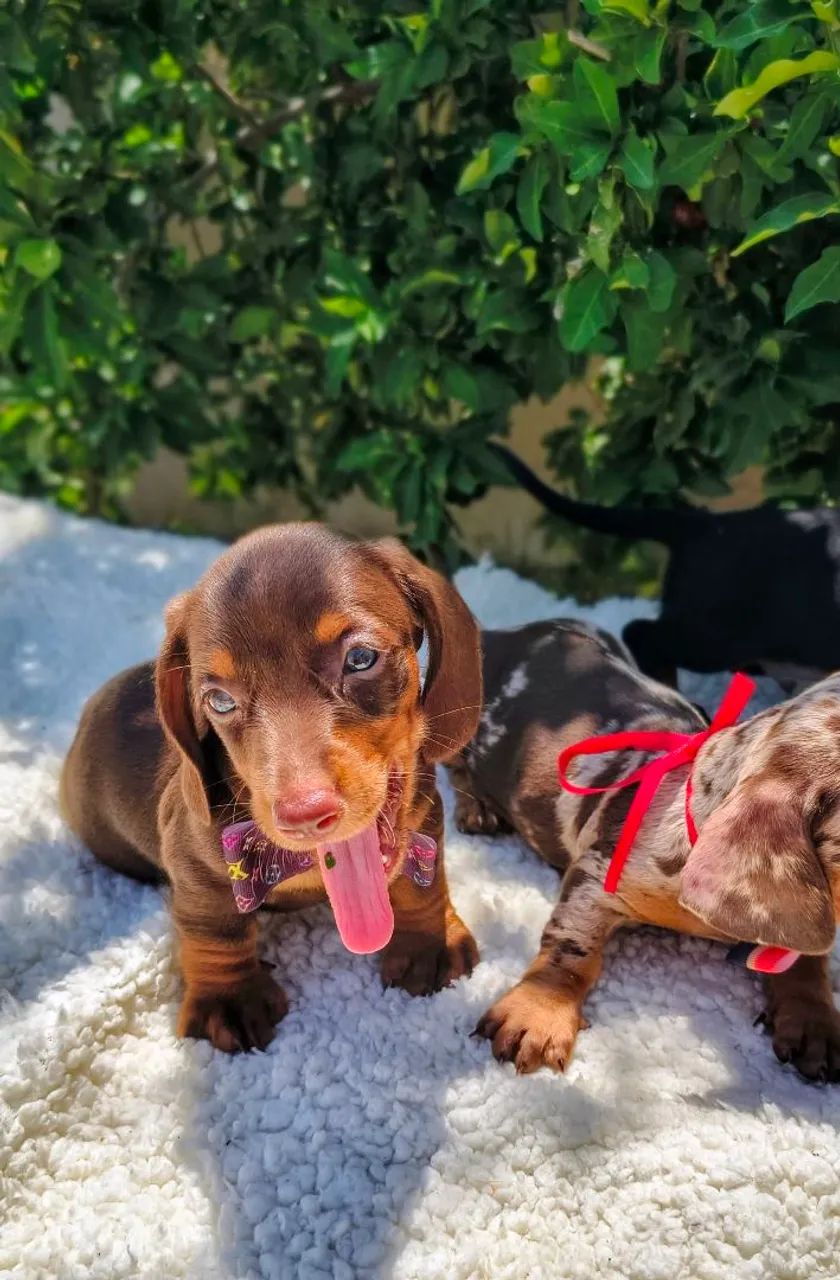 Belíssimos salcichinhas  - Foto 3